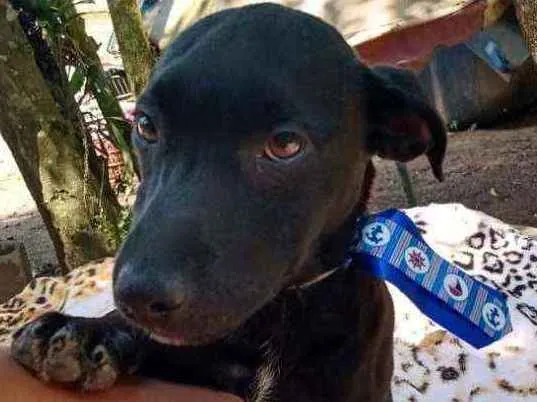 Cachorro ra a  idade 2 a 6 meses nome Amendoim (filhote