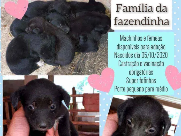 Cachorro raça Srd idade Abaixo de 2 meses nome Ninhada