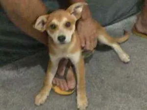 Cachorro raça Viralata idade 2 a 6 meses nome Pureza