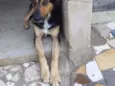 Bolota