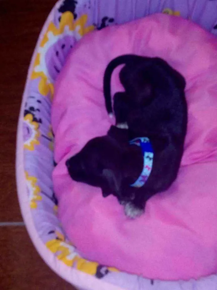 Cachorro ra a Vira lata idade Abaixo de 2 meses nome Akira
