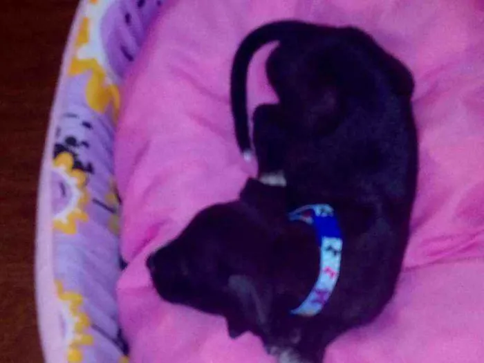 Cachorro ra a Vira lata idade Abaixo de 2 meses nome Akira