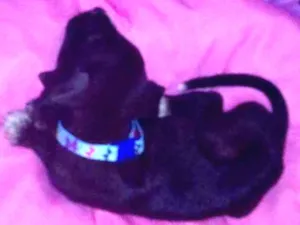 Cachorro raça Vira lata idade Abaixo de 2 meses nome Akira