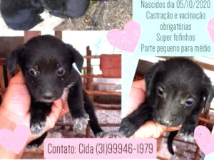 Cachorro raça Srd idade Abaixo de 2 meses nome Ninhada