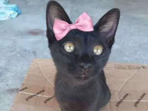 Gato raça SRD idade 2 a 6 meses nome Sem nome