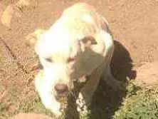 Cachorro raça Labrador 'com pastor belga  idade 7 a 11 meses nome Roco
