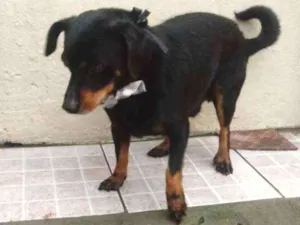 Cachorro raça Vira lata idade 5 anos nome Sheik 