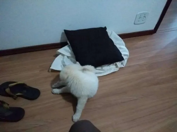 Cachorro ra a mista idade 2 a 6 meses nome lanna