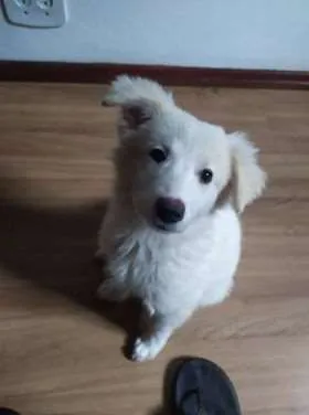 Cachorro ra a mista idade 2 a 6 meses nome lanna