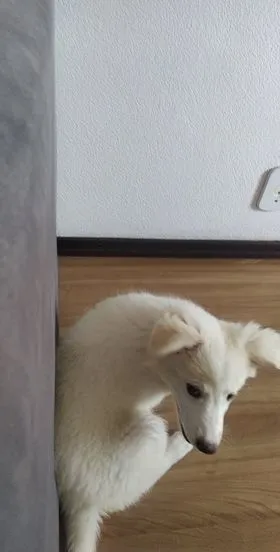 Cachorro ra a mista idade 2 a 6 meses nome lanna