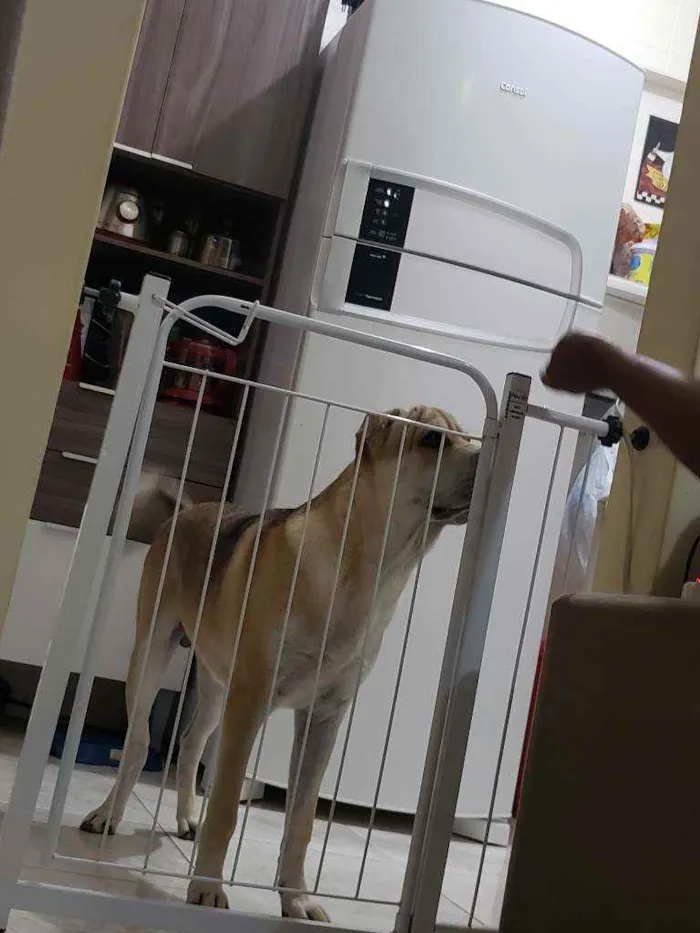 Cachorro raça  Shar-pei com Chow Chow / Vira idade 2 a 6 meses nome Hulk / Loli