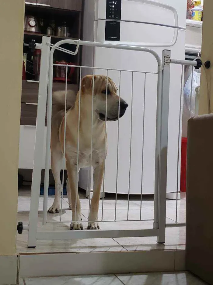 Cachorro raça  Shar-pei com Chow Chow / Vira idade 2 a 6 meses nome Hulk / Loli