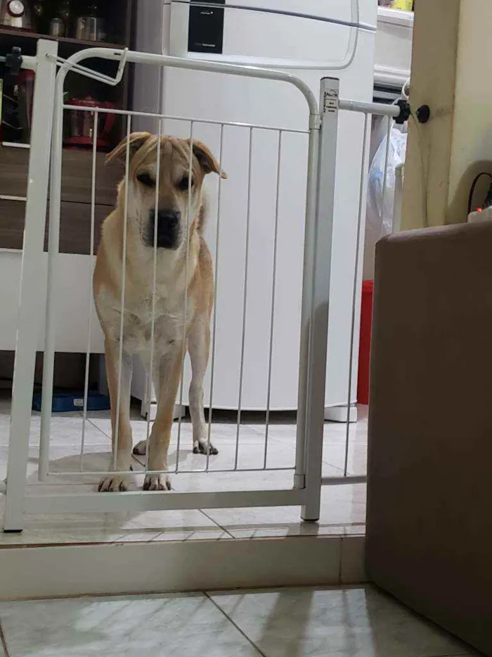 Cachorro raça  Shar-pei com Chow Chow / Vira idade 2 a 6 meses nome Hulk / Loli