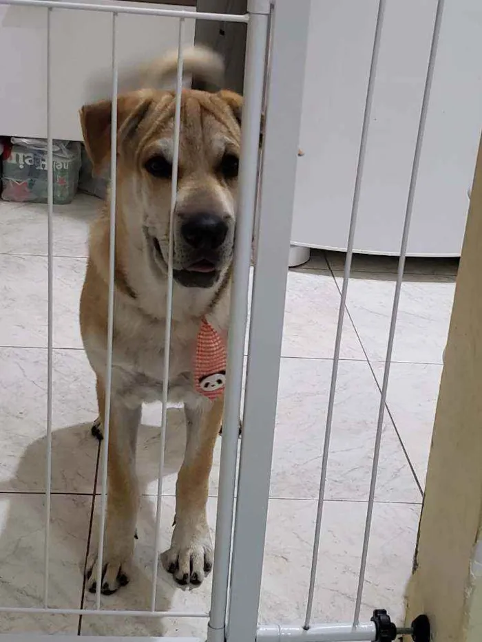 Cachorro raça  Shar-pei com Chow Chow / Vira idade 2 a 6 meses nome Hulk / Loli