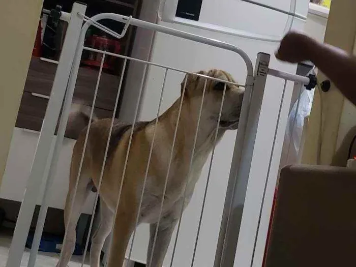 Cachorro raça  Shar-pei com Chow Chow / Vira idade 2 a 6 meses nome Hulk / Loli