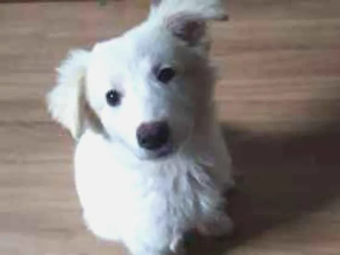 Cachorro ra a mista idade 2 a 6 meses nome lanna