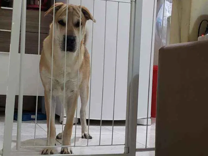 Cachorro raça  Shar-pei com Chow Chow / Vira idade 2 a 6 meses nome Hulk / Loli