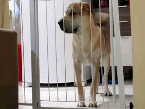 Cachorro raça  Shar-pei com Chow Chow / Vira idade 2 a 6 meses nome Hulk / Loli