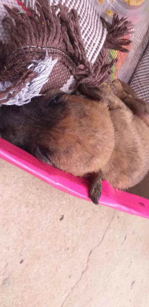 Cachorro ra a vira lata  idade 2 a 6 meses nome Sem nome 