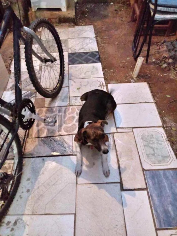 Cachorro ra a Vira lata idade 1 ano nome Dite