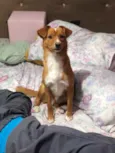 Bilu