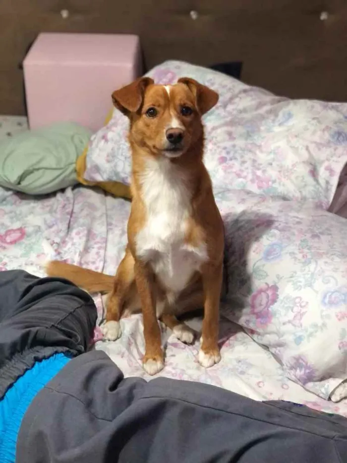 Cachorro ra a Vira lata idade 2 a 6 meses nome Bilu