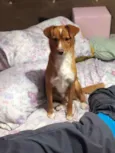 Bilu