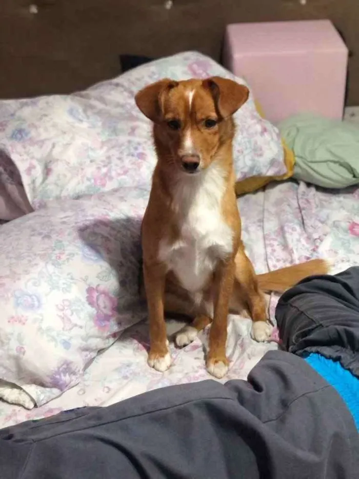 Cachorro ra a Vira lata idade 2 a 6 meses nome Bilu