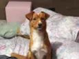 Bilu