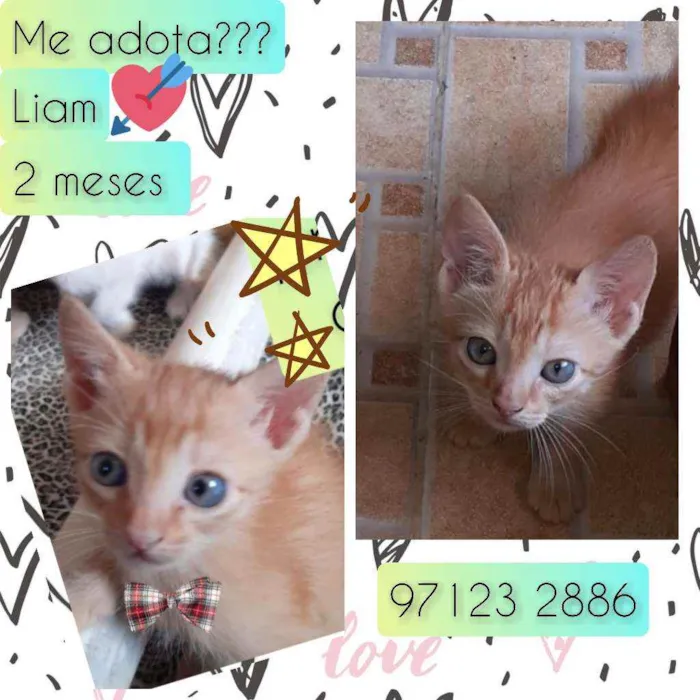 Cachorro raça SRD idade Abaixo de 2 meses nome Liam
