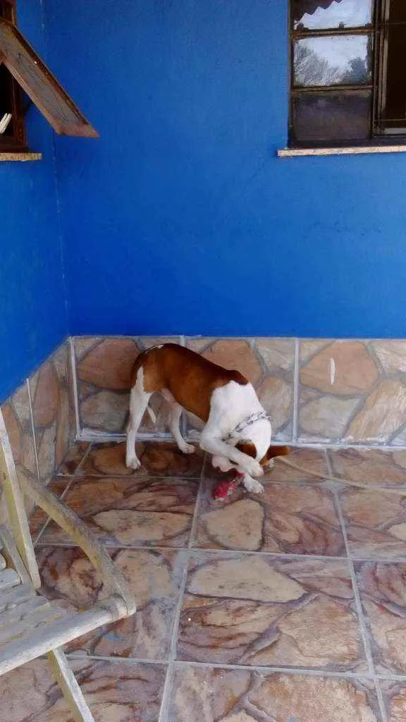 Cachorro ra a Pitt Bull  idade 1 ano nome Thanus