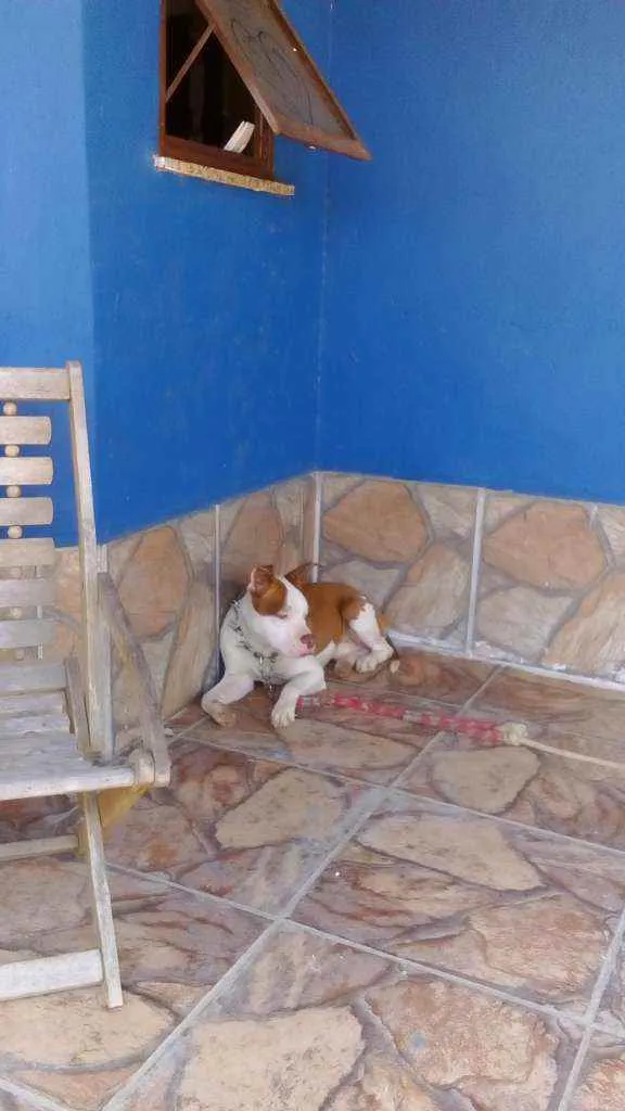 Cachorro ra a Pitt Bull  idade 1 ano nome Thanus