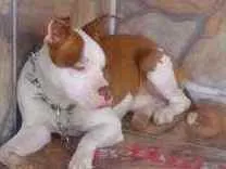 Cachorro ra a Pitt Bull  idade 1 ano nome Thanus
