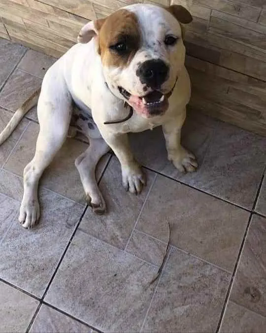Cachorro ra a American Bully idade 2 anos nome Zeus 
