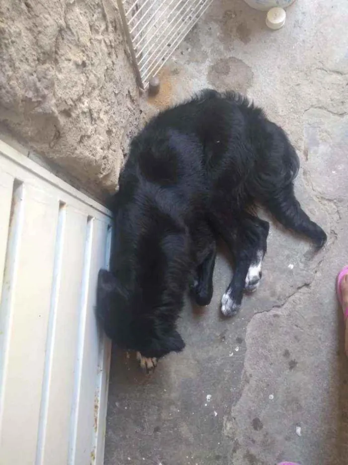 Cachorro ra a Mista vira lata pastor alemão idade 7 a 11 meses nome Suzy