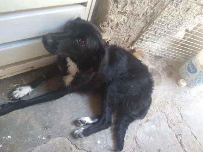 Cachorro ra a Mista vira lata pastor alemão idade 7 a 11 meses nome Suzy