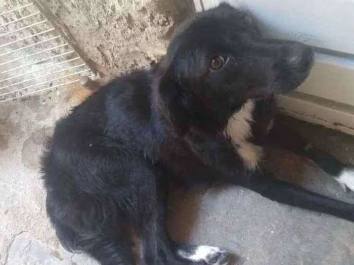 Cachorro ra a Mista vira lata pastor alemão idade 7 a 11 meses nome Suzy