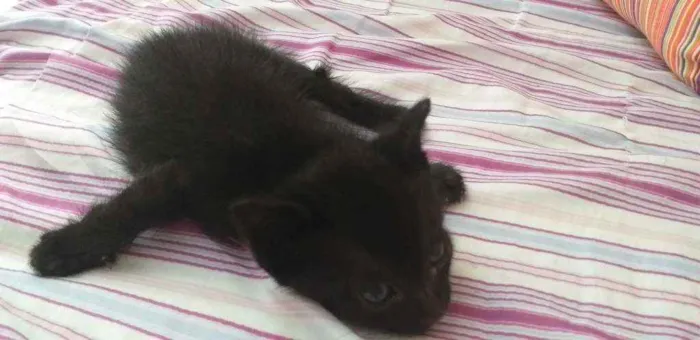 Gato ra a Preto idade Abaixo de 2 meses nome Félix 