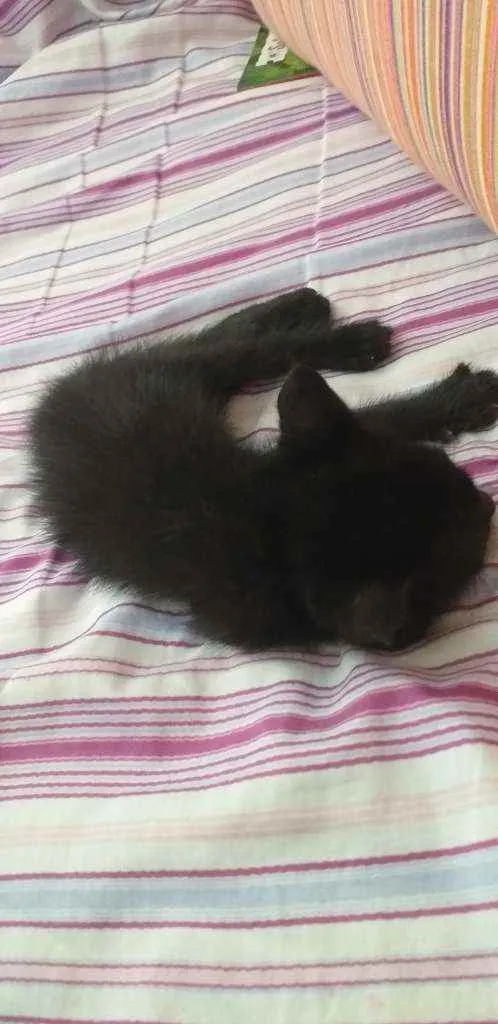 Gato ra a Preto idade Abaixo de 2 meses nome Félix 