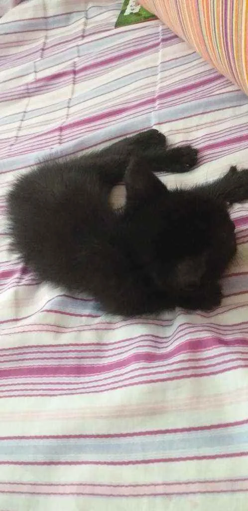 Gato ra a Preto idade Abaixo de 2 meses nome Félix 