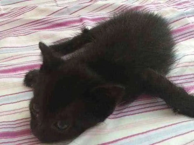 Gato ra a Preto idade Abaixo de 2 meses nome Félix 