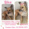 Lilica