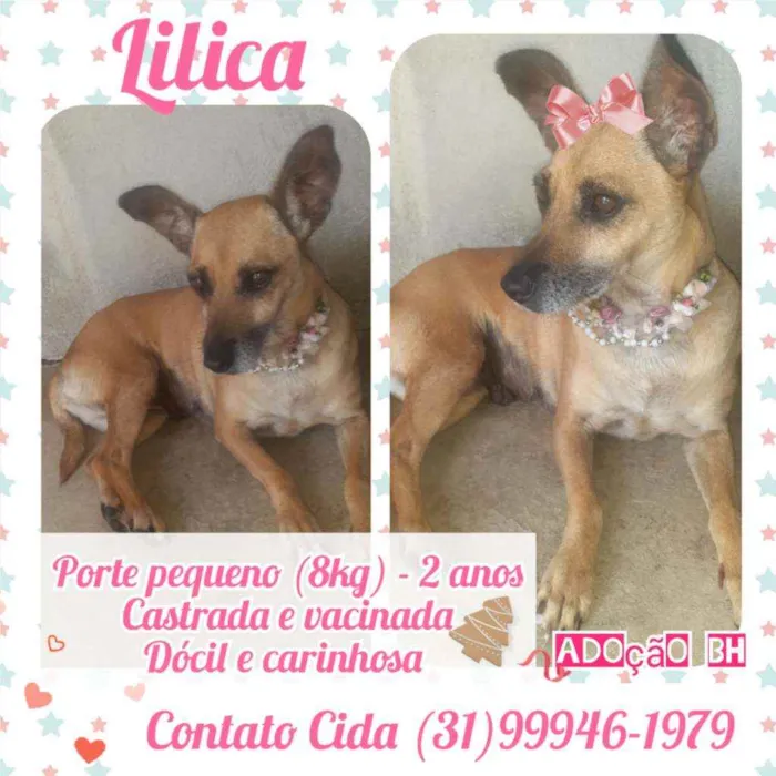 Cachorro raça SRD idade 2 anos nome Lilica