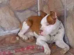 Cachorro ra a Pitt Bull  idade 1 ano nome Thanus