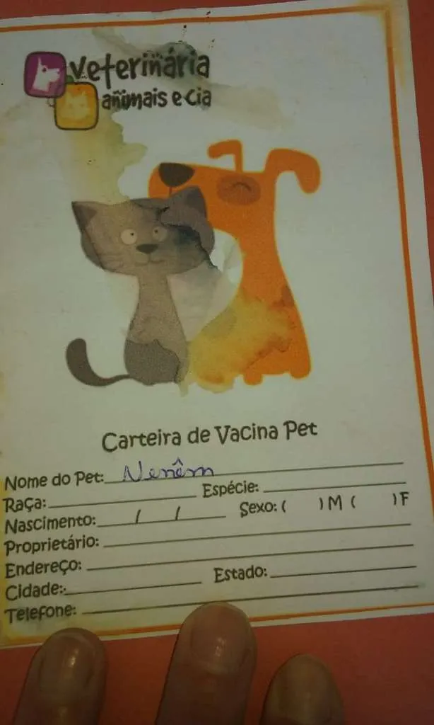Cachorro ra a SRD-ViraLata idade 7 a 11 meses nome PEPE E NENE