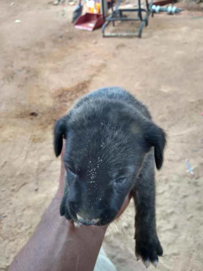 Cachorro ra a Vira lata idade Abaixo de 2 meses nome Sem nome