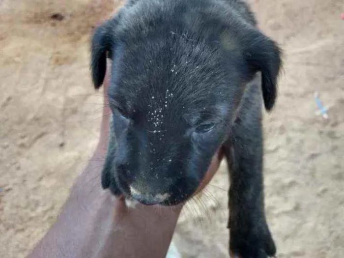 Cachorro ra a Vira lata idade Abaixo de 2 meses nome Sem nome