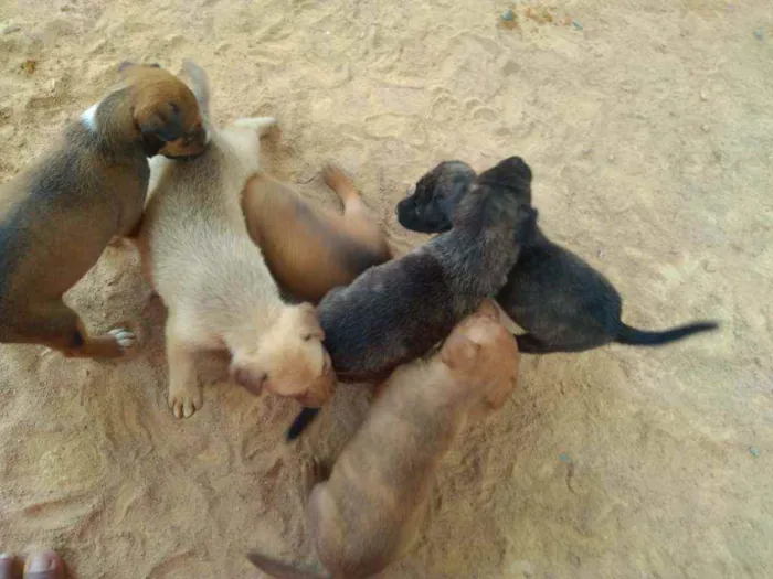 Cachorro ra a Vira lata idade Abaixo de 2 meses nome Sem nome