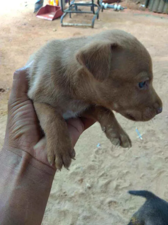 Cachorro ra a Vira lata idade Abaixo de 2 meses nome Sem nome