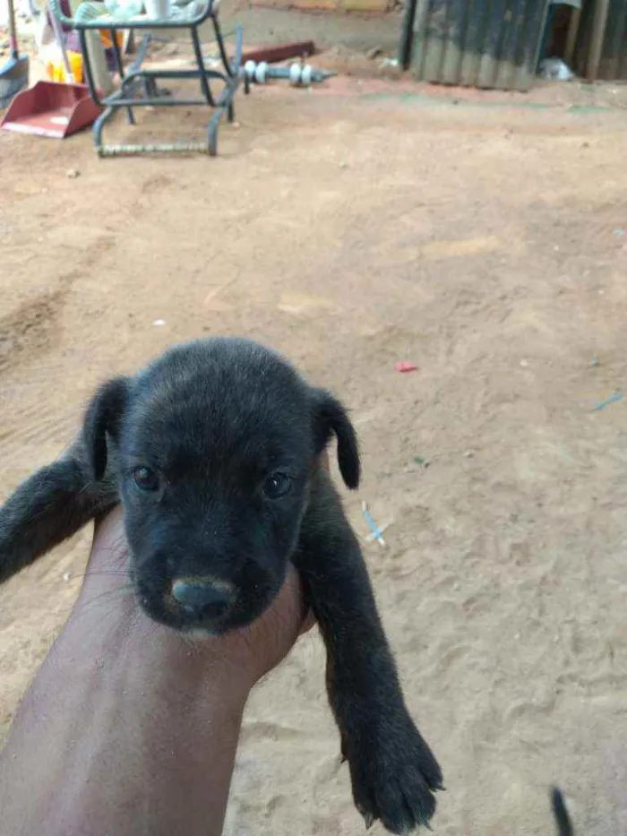 Cachorro ra a Vira lata idade Abaixo de 2 meses nome Sem nome